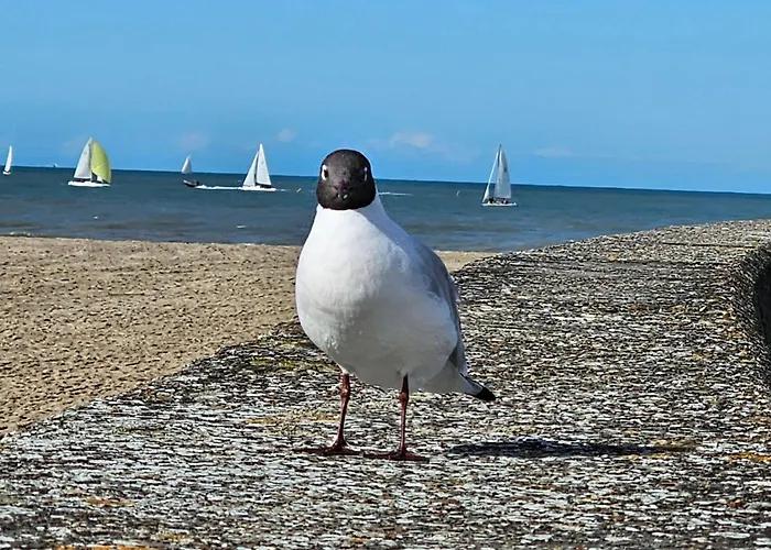 Apartment Ocea Marina Vue Refait A Neuf Avec Parking Privatif *